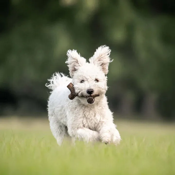 Benebone Maplewood Stick, Dog Toy