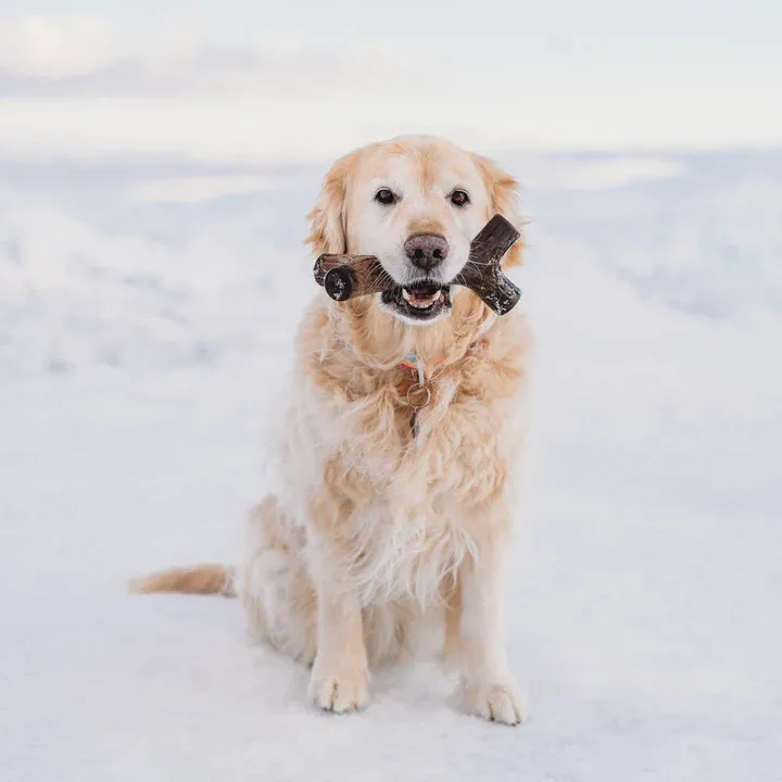 Benebone Maplewood Stick, Dog Toy