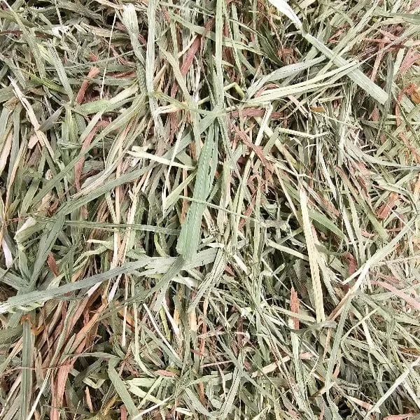 Blue Mountain Hay High-Altitude Timothy Hay