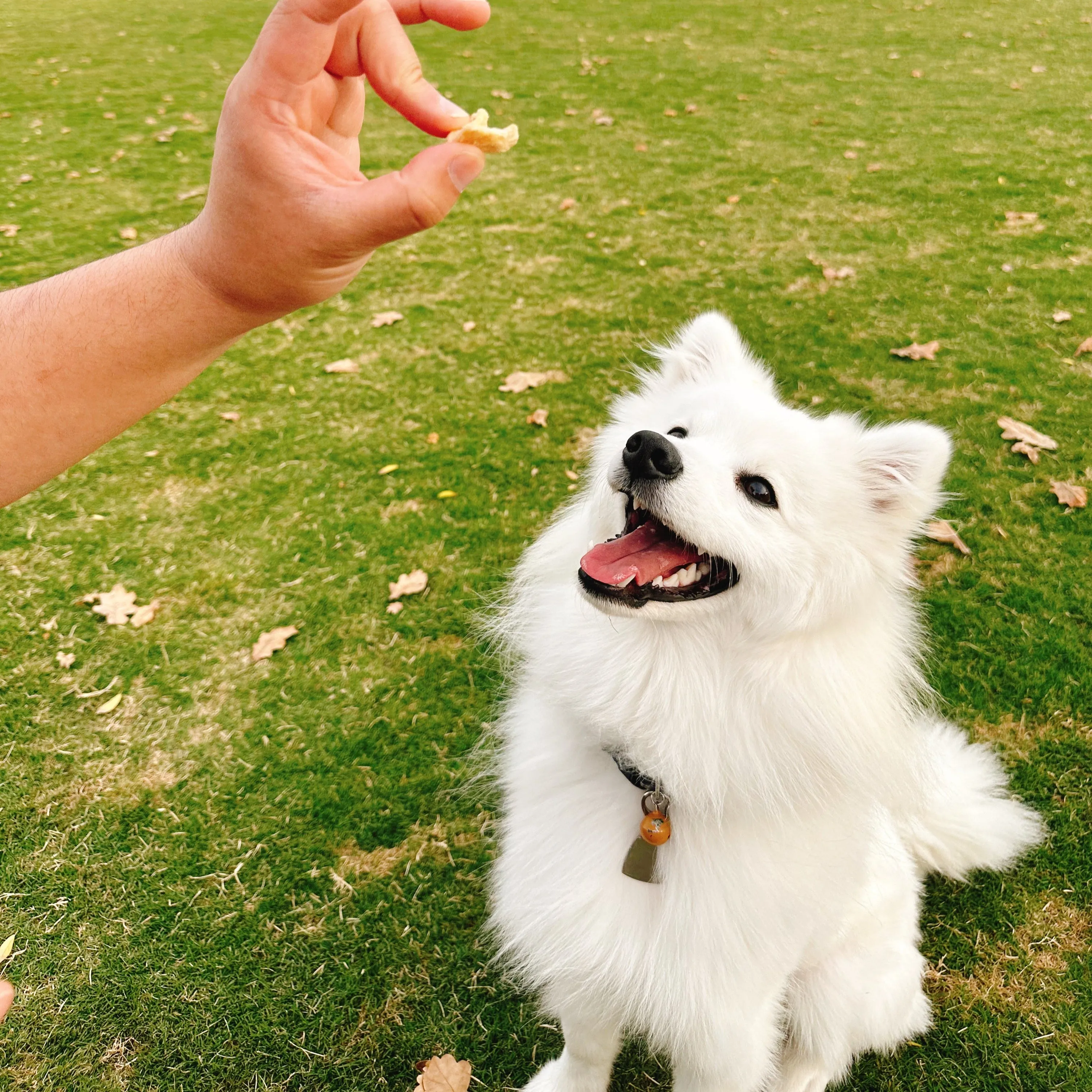 LITTLE CARNIVORE Freeze Dried Chicken Breast 300g