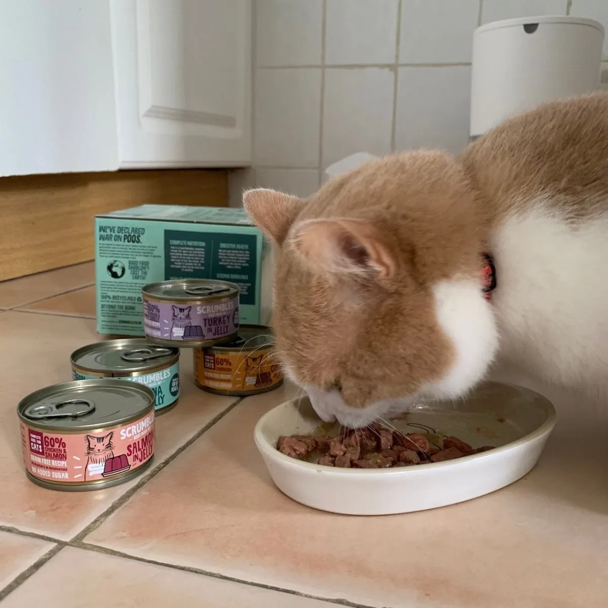 Meat And Fish Cat Food in Jelly Selection